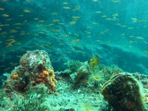 Descend 10 metres to uncover an enchanting world of unique marine life.