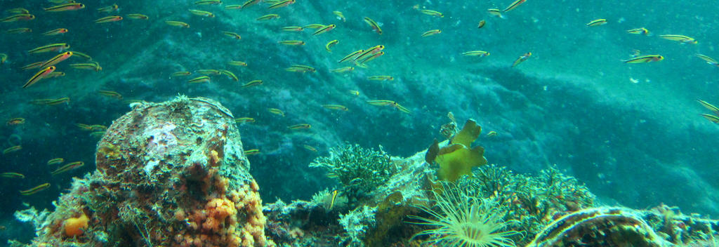 Descend 10 metres to uncover an enchanting world of unique marine life.