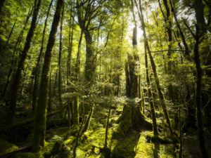 Step inside the forest on the easy Lake Gunn Nature Walk and you'll soon understand why it is one of William Patino's favourite places in the world.