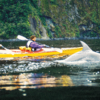 Kayaking with dolphins