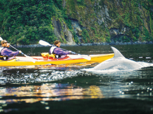 Kayaking with dolphins