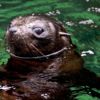 A seal pup at Luncheon Cove, Dusky Sound