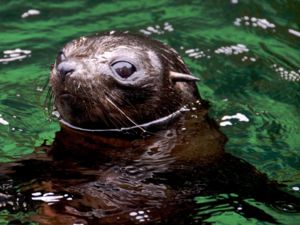 A seal pup at Luncheon Cove, Dusky Sound