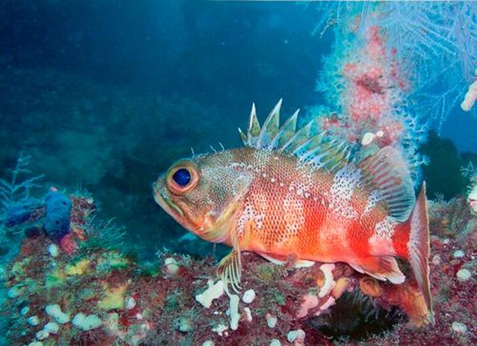 通常は深海でしか見られないような海洋生物が比較的水深の浅いところに生息しています。