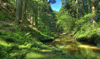 Te Aroha Buschlandschaft