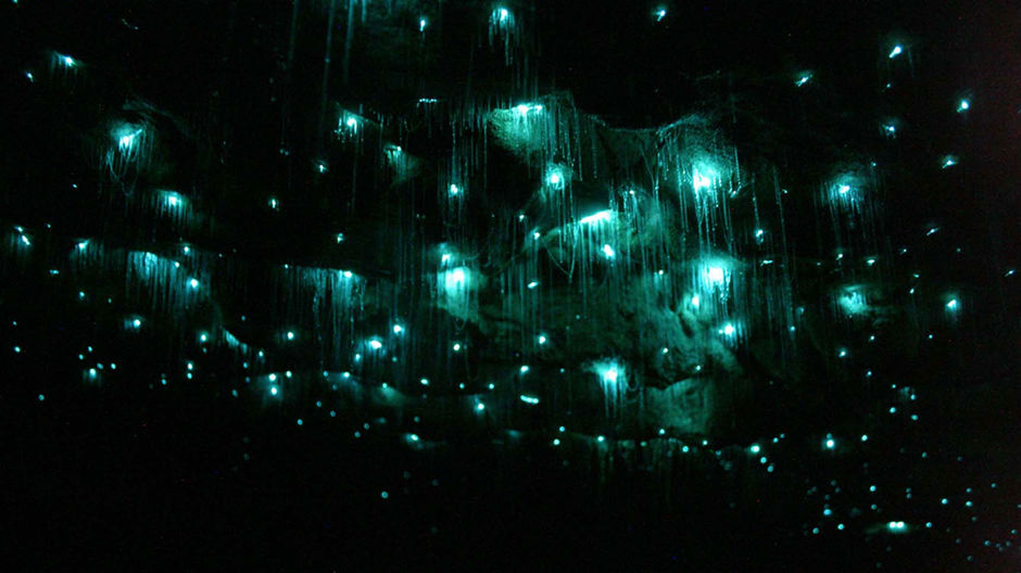 Waitomo Glowworm Caves