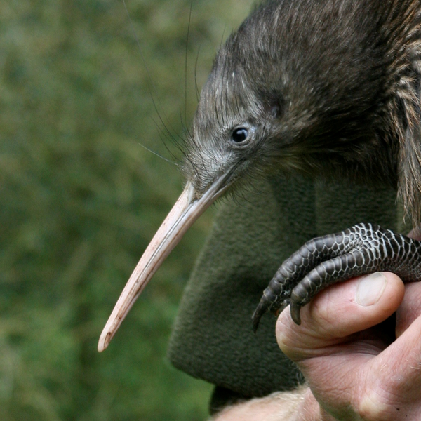 Visit Ōtorohanga Kiwi House to see New Zealand's iconic bird, the kiwi