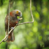 Kaka at Sanctuary Mountain Maungatautari