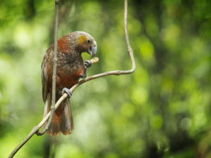 Kaka at Sanctuary Mountain Maungatautari