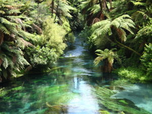 Die Blue Spring („Blaue Quelle“) gehört zu den weltweit saubersten Wasserquellen.