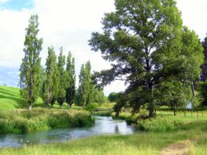 Te Waihou Walkway, Putaruru