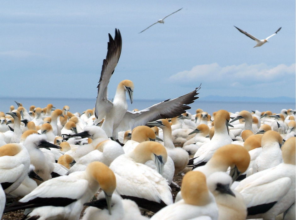 Cape Kidnappers Gannet Reserve is home to two gannet colonies.