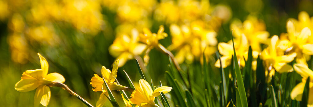 The Taniwha Daffodils in Central Hawke's Bay