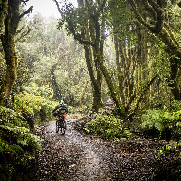 Following old logging roads and tramlines, The Timber Trail traverses an exotic forest in the heart of the North Island.