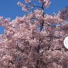 スクエアの西には桜の木が植えてあり、初夏に満開の花を見ることができます。