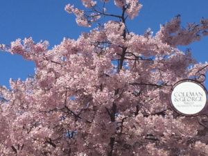 スクエアの西には桜の木が植えてあり、初夏に満開の花を見ることができます。