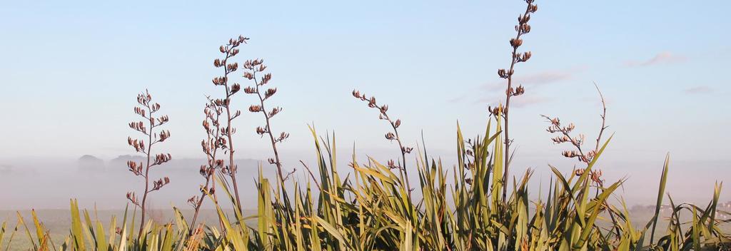 Flax bushes