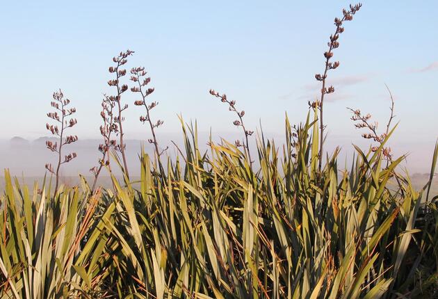 Foxton has a fascinating history and is known for producing the New Zealand soft drink Foxton Fizz. Find out more.