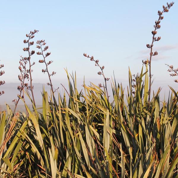 Flax bushes