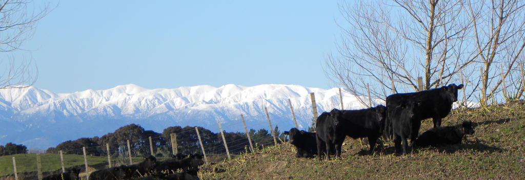 View east to the Ruahine range