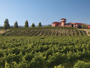 A picturesque winery in Marlborough