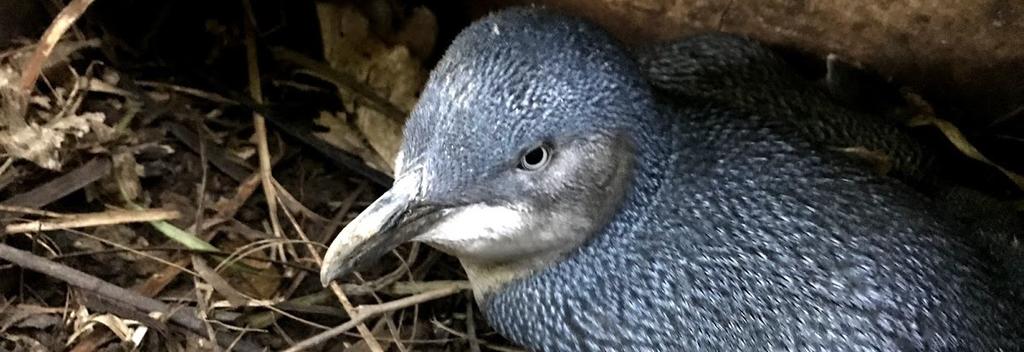 Blue Penguin