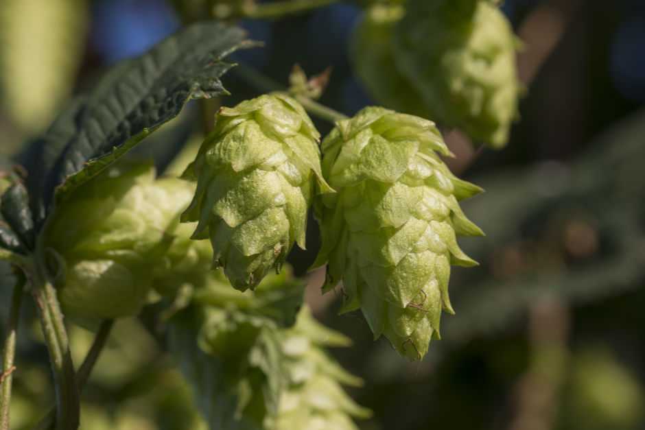 Hopfen in der Nelson Region.