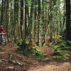 Cruise through the forest or blast around the hills - mountain biking is a great way to enjoy Nelson