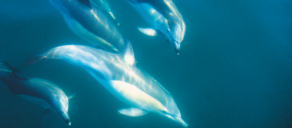 Northland & Bay of Islands, Dolphins in New Zealand | Things to see and ...