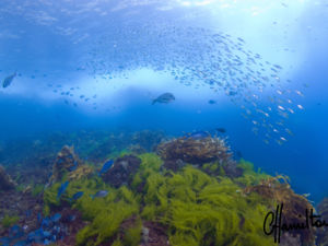 The Poor Knights Islands are a Marine and Nature Reserve providing spectacular drop offs, caves, arches and tunnels filled with unique fish life.