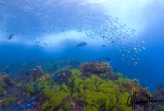 With purpose-sunk shipwrecks, fascinating marine-life, and great visibility, Northland is one of New Zealand’s most popular diving playgrounds.