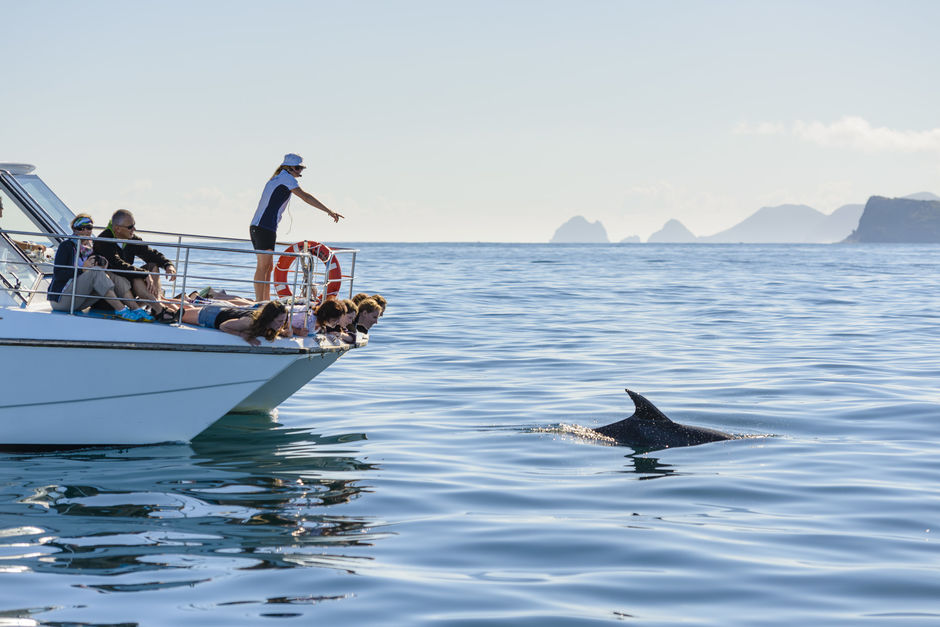 Erlebe die Schönheit der Bay of Islands beim Schwimmen mit den wilden Delfinen.