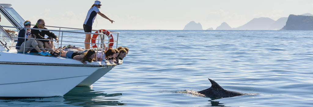 Erlebe die Schönheit der Bay of Islands beim Schwimmen mit den wilden Delfinen.