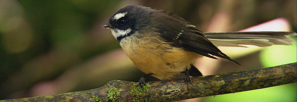 Fantail (piwakawaka)