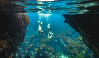 Dive into a marine reserve at Poor Knights Island