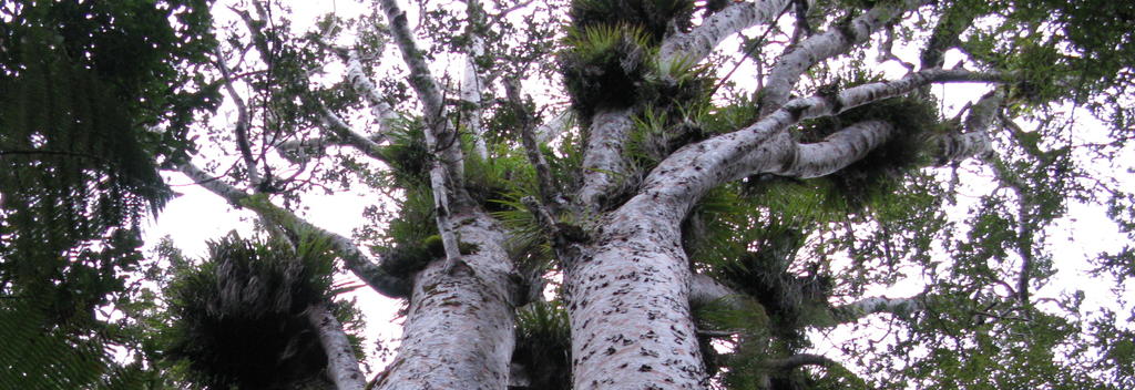 Kauri trees, Trouson Kauri Park