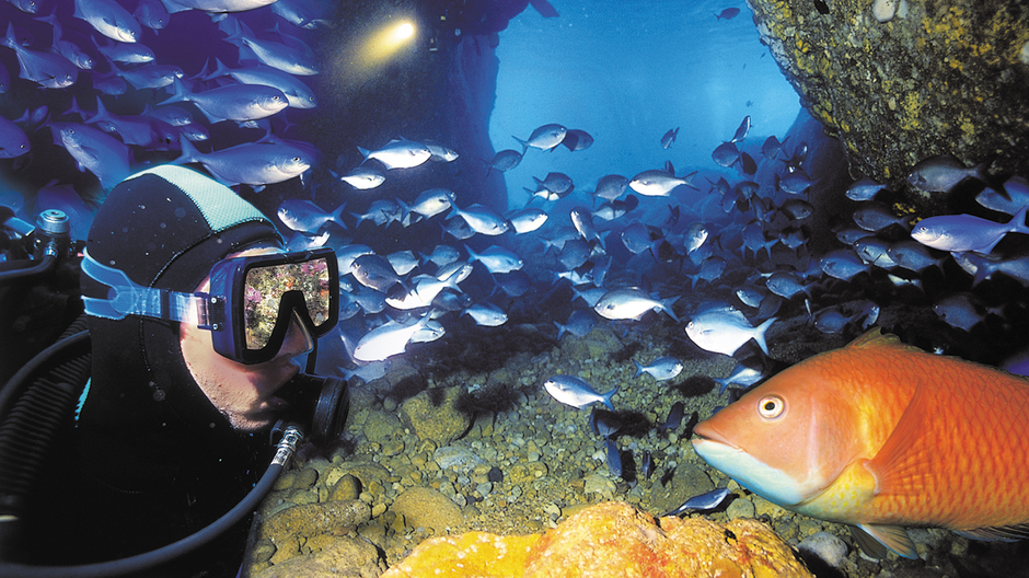 Diving at the Poor Knights Marine Reserve