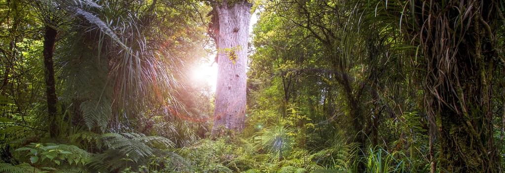 Tane Mahuta