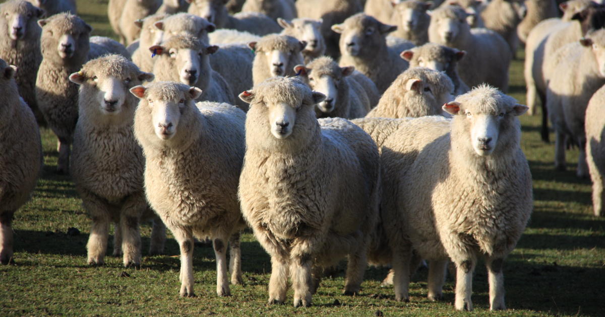 Benlea Sheep and Cattle Farm Tours | Activity in Christchurch ...