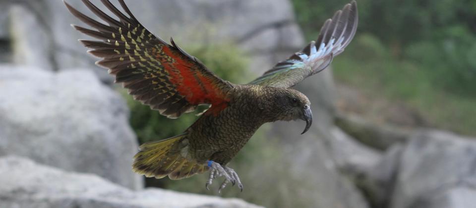 Te Wao Nui The Living Realm At Auckland Zoo Activities