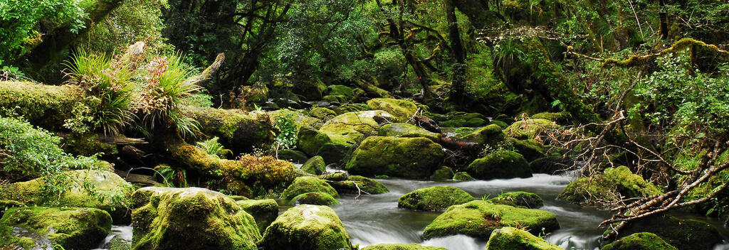 Te Urewera National Park, NZ