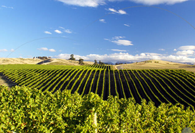 New Zealand vineyards have the perfect terroir for producing excellent wines. Visit a New Zealand wine region and the many vineyards and taste our world-famous wines. 