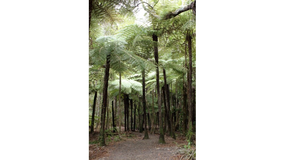 Native Tree Ferns