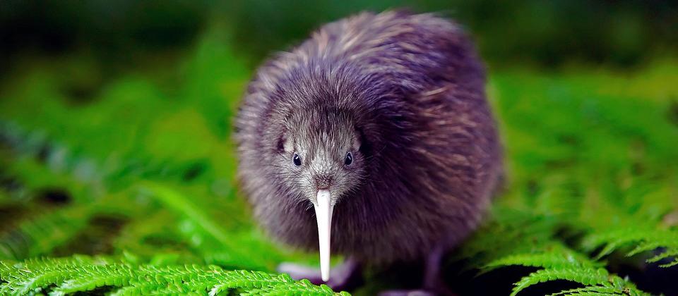 Pupu Rangi Nature Sanctuary | New Zealand