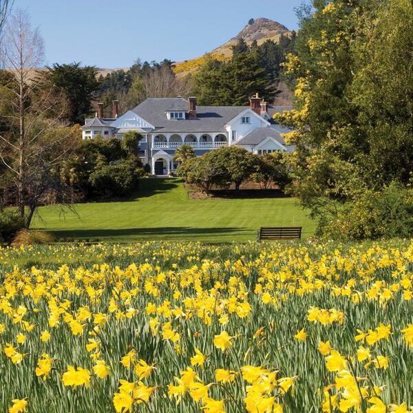 More than 1 million daffodils blanket the grounds of Otahuna Lodge, a restored Victorian manor house