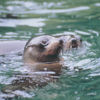 New Zealand Fur Seals