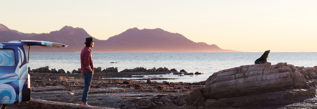 Seals are easy to spot along Kaikoura's coastline