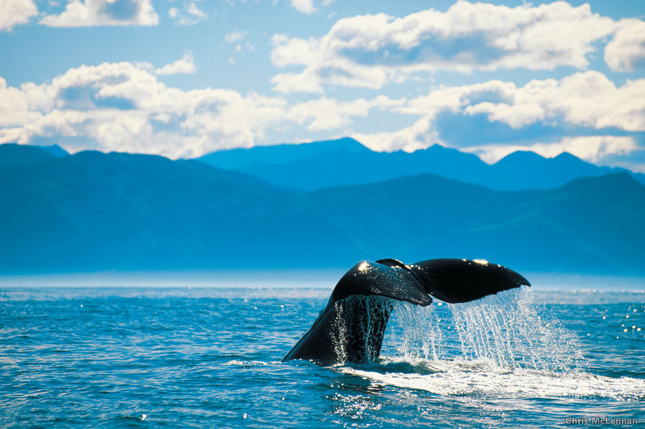 The waters off the coastal town of Kaikoura are a haven for several species of whale.