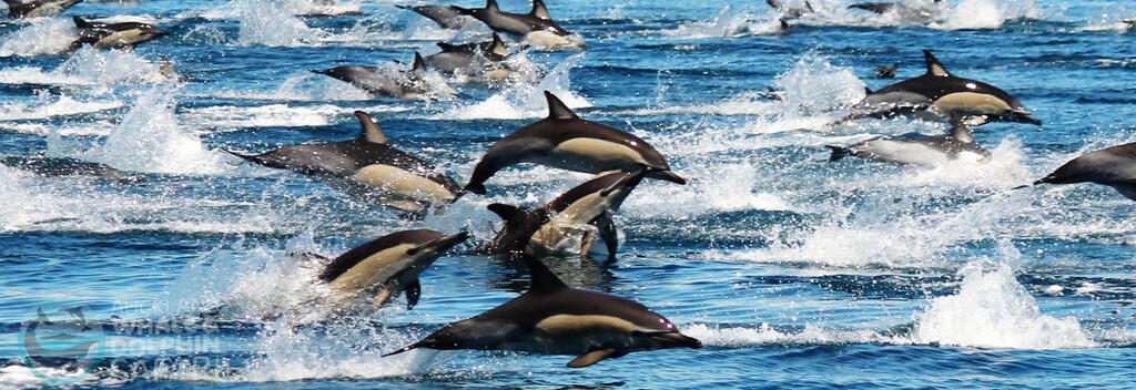 A pod of Common Dolphins frolic in the glistening waters of the Hauraki.