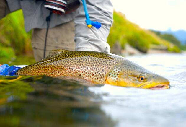 Rainbow trout fisheries<br>
Heart of Māori culture<br>
Numerous lake fed streams